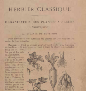 Herbier classique: Organisation des plantes à fleurs (phanérogames)